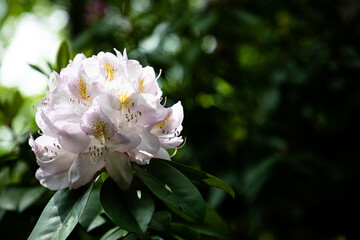 white flower in the garden