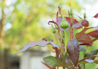 Closeup shot of rose flower bud against bokeh background - great for wallpaper