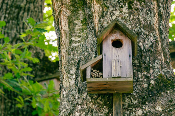 A birdhouse in an oak tree with two rooms.