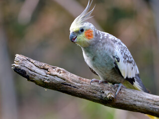 Closeup Male Cockatiel Budgerigar Also