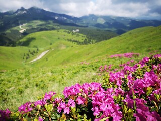Fototapeta na wymiar Rhododendron flowers in the mountains - alpine flora