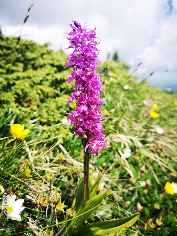 Wall mural Early purple orchid in the mountains. Alpine flora. Orchis mascula (L.) L.  Orchidaceae
