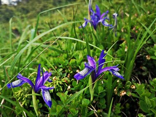 Iris flowers in the mountains - alpine flora. Summer landscape in the mountains. Iris ruthenica,...