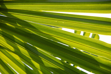 palm leaf close up