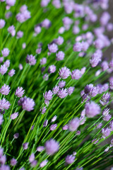 decorative chives bow. greens for salad. purple round onion flowers. chives onion seeds. edible onions in a landscape. eco. organic. bottom side view. large vertical photo.