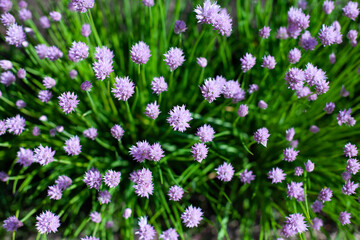 large horizontal photo. decorative wild onion. purple round onion flowers. flower photo. edible onions in a landscape. eco. organic. view from above.