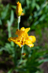 large vertical photo. an iris bud in the middle of the grass. yellow iris flower. flowers for garden decor. summer time. sunny day.