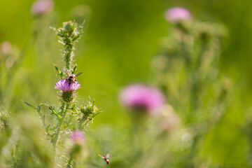 A flower of a medicinal plant thistle with insects in a sunny meadow. Selective focus.