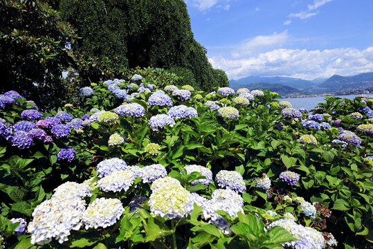 Fiori lago Maggiore