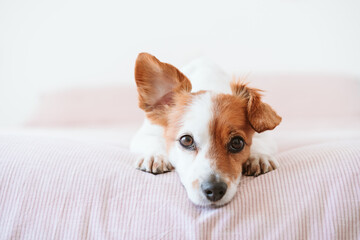 close up of cute lovely small jack russell dog resting on bed during daytime. Funny ear up. Pets indoors at home