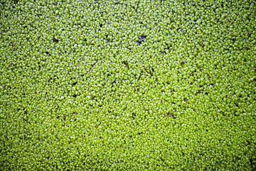 Duckweed plants