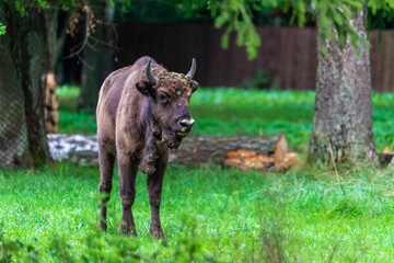 Inside Bialowieski National Park, untouched by human hand