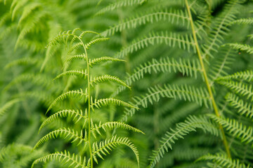 fern leaf in the forest