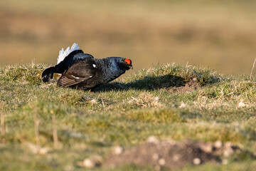 Black Grouse
