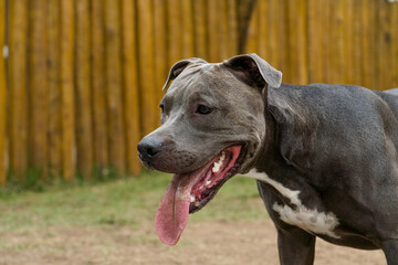 Pit bull dog playing in the park. Pit bull in dog park with green grass and wooden fence. Cloudy day.