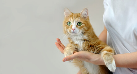 Human hands holding cat. Tender love and friendship between human and animal. Banner, copy space