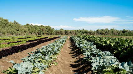 Fototapeta na wymiar delicious green lettuce field in the desert under the sun, fertile land and nature