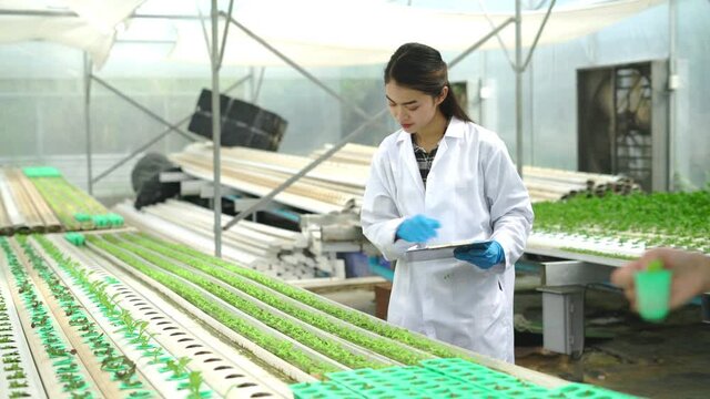Smart farm,sensor technology,smart agriculture concept.Smart young asian farmer girl using tablet to check quality and quantity of organic hydroponic vegetable garden at greenhouse in morning.
