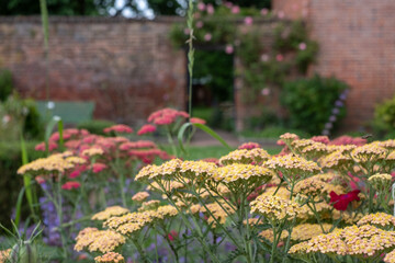 Variety of colourful flowers including achillea flowers, photographed in mid summer at the historic walled garden at Eastcote House Gardens, Borough of Hillingdon, north west London UK.