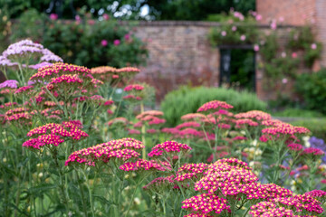 Colourful achillea flowers in the historic walled garden at Eastcote House Gardens, in the Borough of Hillingdon, London, UK © Lois GoBe
