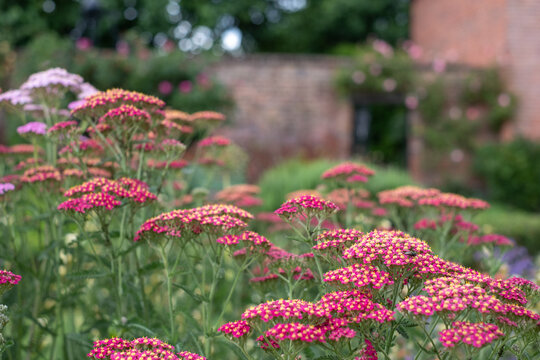 Variety of colourful flowers including achillea flowers, photographed in mid summer at the historic walled garden at Eastcote House Gardens, Borough of Hillingdon, north west London UK.
