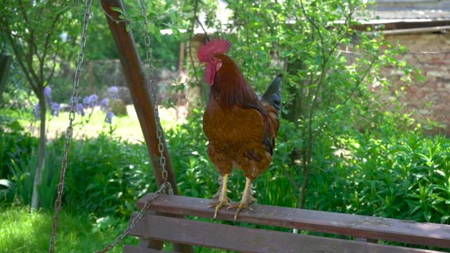 red rooster crowing,in the morning a rooster on a swing crowing