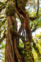 Fototapeta na wymiar Rainforest near Mt. Taranaki in Egmont National Park, New Zealand