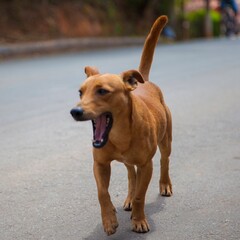 happy dog