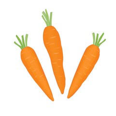 Orange carrots with green tops. A student's snack.