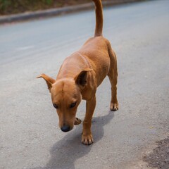 dog in the street