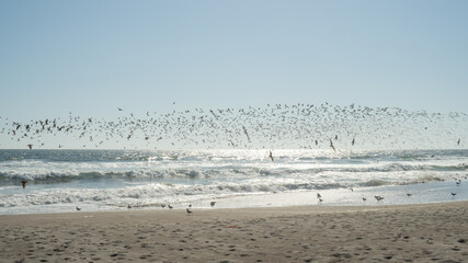 
seagulls on the seashore taking flight, under the summer sun, beautiful landscape and celestial sky