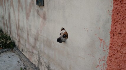 dog on the wall