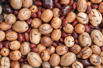 Sementes da Amazônia para bijuteria, Brasil