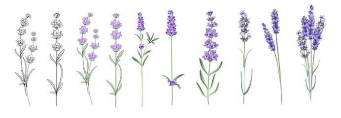 Set of differents lavender on white background. Watercolor, line art, outline illustration. - obrazy, fototapety, plakaty