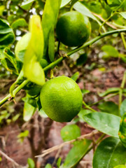 Lemon on tree.
Focus on lemon and some part.