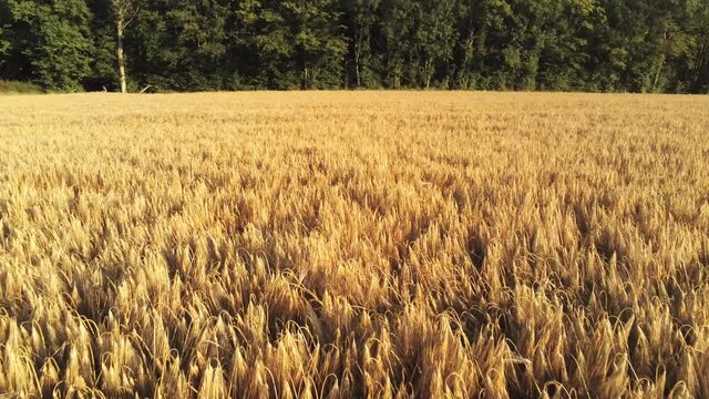 Champs de bl&eacute; dans la Ni&egrave;vre, vue a&eacute;rienne, Bourgogne