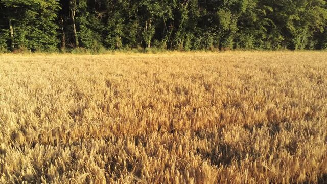 Champs de bl&eacute; dans la Ni&egrave;vre, vue a&eacute;rienne, Bourgogne