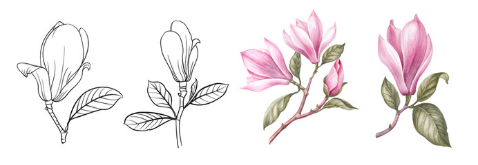 Set of differents magnolia on white background. Watercolor, line art, outline illustration.