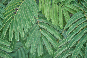 Texture of branches and leaves of Albizia as plant background.