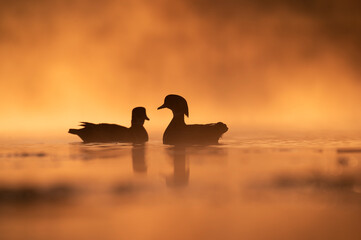 Two duck silhouette in the sunrise fog