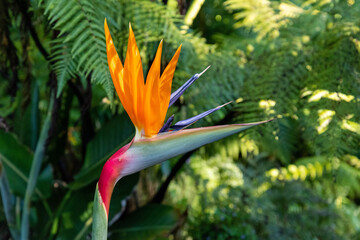 Fototapeta na wymiar Beautiful flower at the botanic garden of Wellington