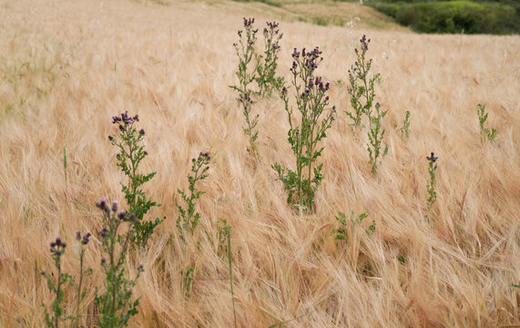 Cereal meadow. Borriqueros thistles