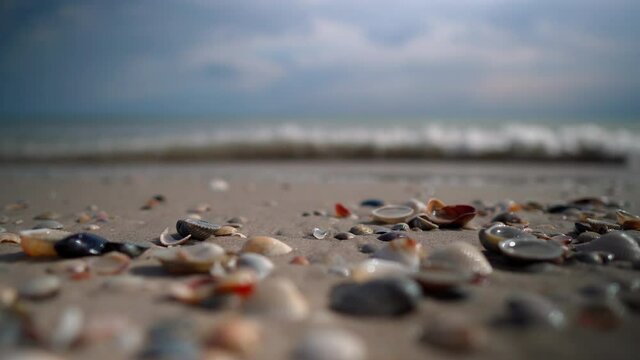 View of the sandy beach. Shells on the sand.