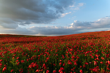 Beautiful poppy land with beautiful sky