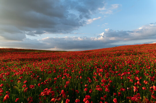Beautiful poppy land with beautiful sky © Kozma