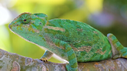 Obraz premium Chameleon on a branch
