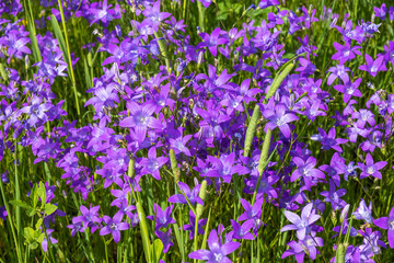 Background with purple bells and green grass on a sunny day.