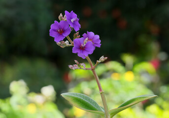 Obraz premium Blue flower of Tibuhin Urvilleana (Tibouchina urvilleana)