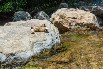 Stuffed animal having a sunbath on a stone near a river