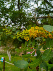 yellow flowers on a tree branch